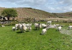 Kissane Sheep Farm near Kenmare