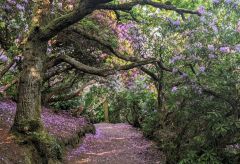 Reenagross Woodland Park Kenmare