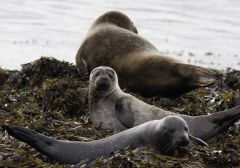 Seal spotting boat cruise in Kenmare Bay
